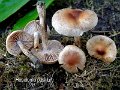 Hebeloma pusillum-amf877-1